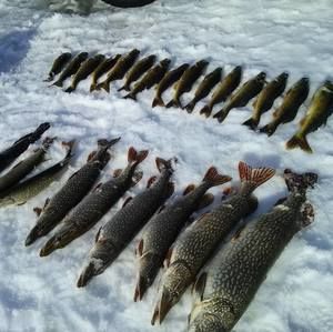 Meet your Posher, George